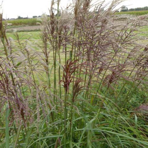 Eulalie Rotsilber Roseau de Chine - Miscanthus sinensis rotsilber - Plantes