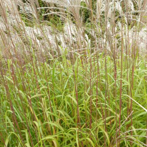 Eulalie Blütenwunder Roseau de Chine - Miscanthus sinensis blütenwunder - Plantes