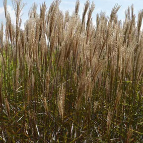 Eulalie Dronning Ingrid Roseau de Chine - Miscanthus sinensis dronning ingrid - Plantes