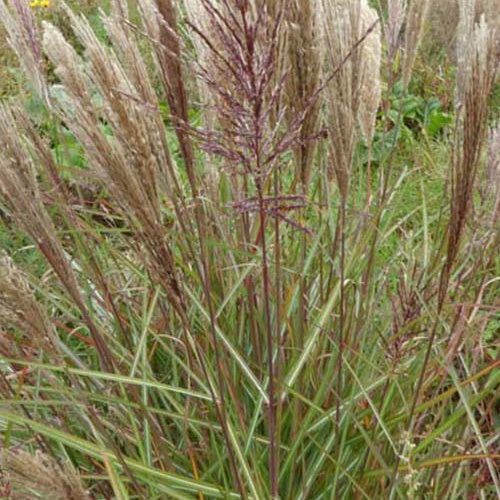 Eulalie Dread Locks Roseau de Chine - Miscanthus sinensis dread locks - Plantes