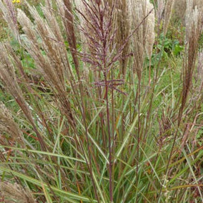 Eulalie Dread Locks Roseau de Chine - Miscanthus sinensis dread locks - Plantes