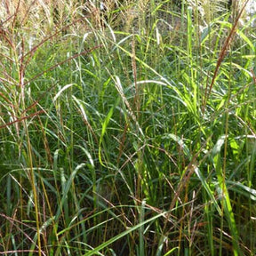 Eulalie Grosse Fontäne Roseau de Chine - Miscanthus sinensis grosse fontäne - Plantes