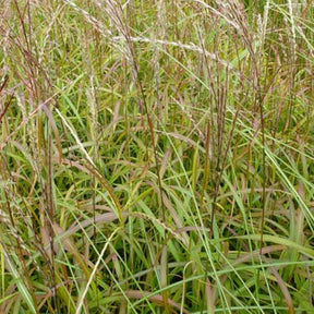 Eulalie Ghana Roseau de Chine - Miscanthus sinensis ghana - Plantes