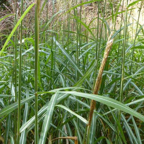 Eulalie Sirene Roseau de Chine - Miscanthus sinensis sirene - Plantes