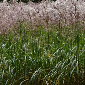 Eulalie Malepartus Roseau de Chine - Miscanthus sinensis malepartus - Plantes