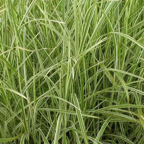 Roseau de Chine Variegatus Eulalie panachée - Miscanthus sinensis variegatus - Plantes