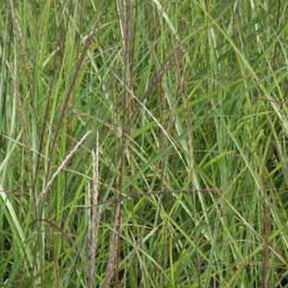 Eulalie Vorläufer Roseau de Chine - Miscanthus sinensis vorläufer - Plantes