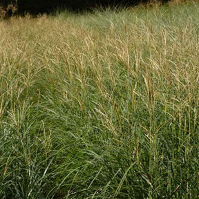 Eulalie Yaku Jima Roseau de Chine - Miscanthus sinensis yaku jima - Plantes