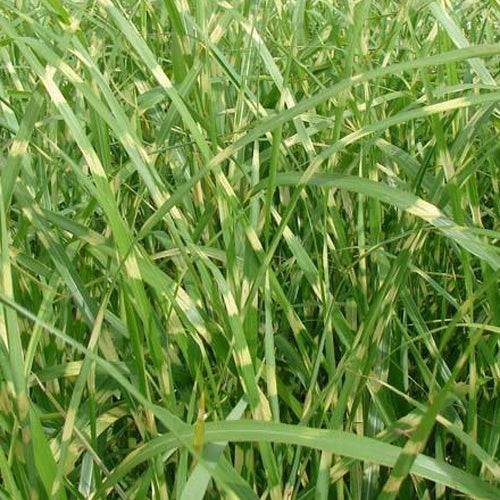 Roseau de Chine Zebrinus Eulalie zébrée - Miscanthus sinensis zebrinus - Plantes