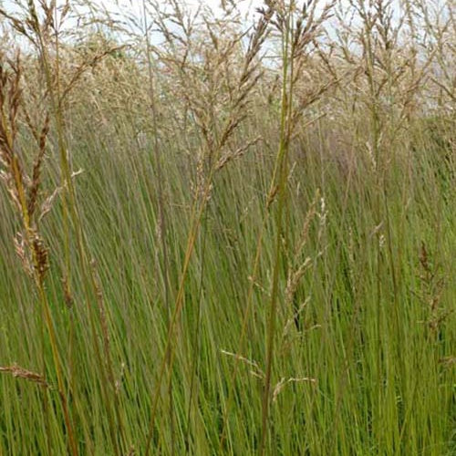 Molinie élevée Fontäne - Molinia arundinacea fontäne - Plantes