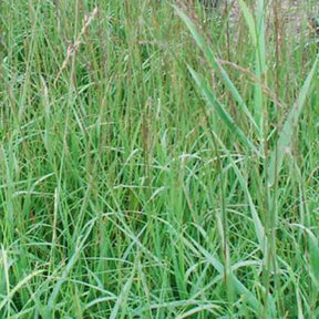 Molinie bleue Dauerstrahl - Molinia caerulea dauerstrahl - Plantes