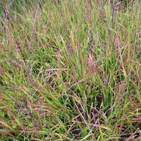 Molinie bleue Rotschopf - Molinia caerulea rotschopf - Plantes