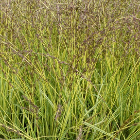 Molinie bleue Variegata - Molinia caerulea variegata - Plantes