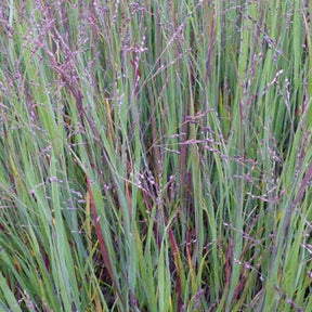 Panic érigé Cardinal - Panicum virgatum cardinal - Plantes