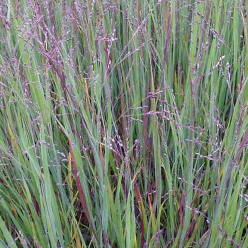 Panic érigé Cardinal - Panicum virgatum cardinal - Plantes