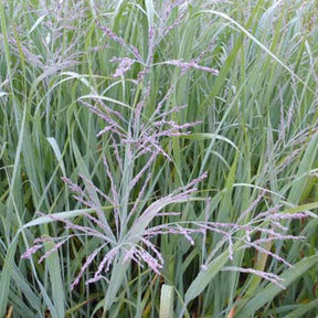 Panic érigé Dallas Blues - Panicum virgatum dallas blues - Plantes