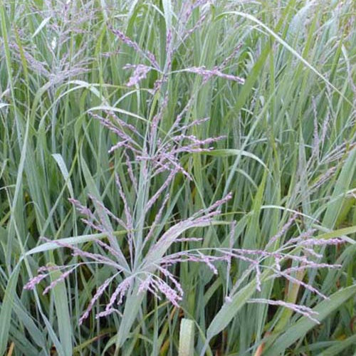 Panic érigé Dallas Blues - Panicum virgatum dallas blues - Plantes