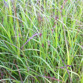 Panic érigé Kurt Bluemel - Panicum virgatum kurt bluemel - Plantes