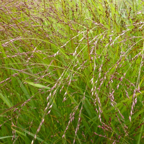 Panic érigé Kupferhirse - Panicum virgatum kupferhirse - Plantes