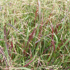 Panic érigé Prairie Fire - Panicum virgatum prairie fire - Plantes