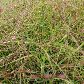 Panic érigé Hänse Herms - Panicum virgatum hänse herms - Plantes