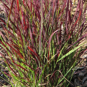 Panic érigé Sangria - Panicum virgatum sangria - Plantes