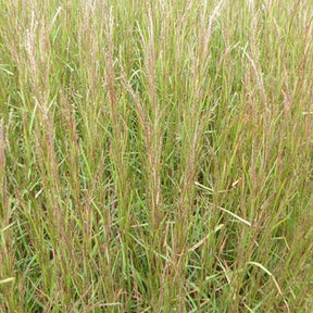 Andropogon Cairo - Schizachyrium scoparium caïro - Plantes