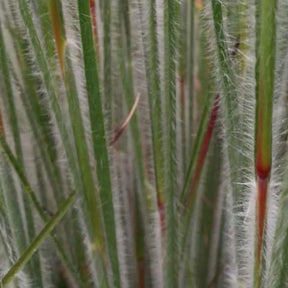 Andropogon Ha Ha Tonka - Schizachyrium scoparium ha ha tonka - Plantes