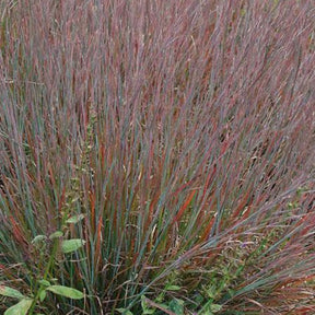 Schizachyrium scoparium Standing Ovation - Schizachyrium scoparium standing ovation - Plantes