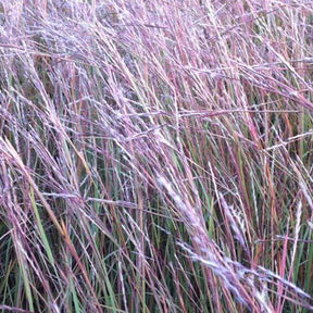 Andropogon Wild West - Schizachyrium scoparium wildwest - Plantes