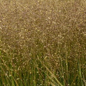 Sporobole à glumes inégales Cloud Sporobole parfumé Cloud - Sporobolus heterolepis cloud - Plantes