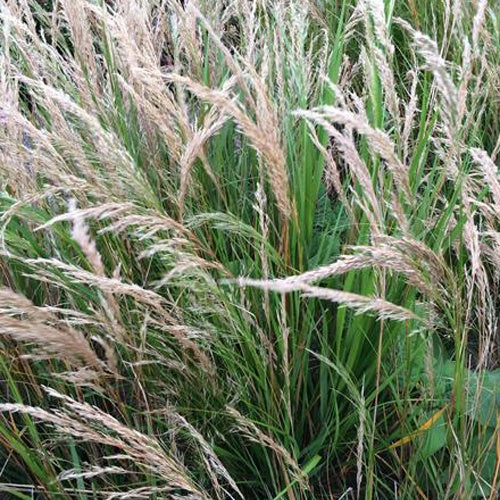 Calamagrostide argentée Stipe calamagrostide - Achnatherum calamagrostis - Plantes