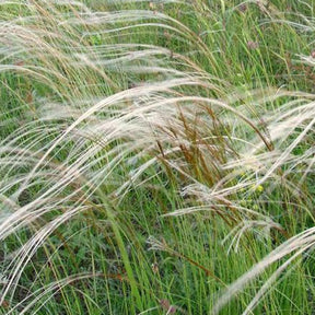 Plumet magnifique Stipe admirable - Stipa pulcherrima - Plantes