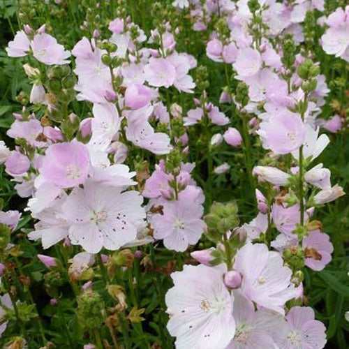 Mauve de la prairie Little Princess - Sidalcea little princess - Plantes