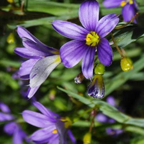 Bermudienne Lucerne - Sisyrinchium lucerne - Plantes