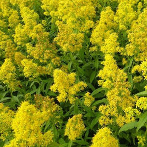 3 Solidages Ducky Verge d'or Ducky - Solidago ducky - Plantes