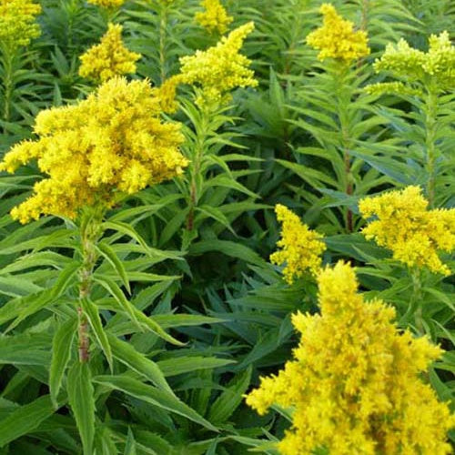 3 Solidagos Spätgold Verge d'or Spätgold - Solidago spätgold - Plantes