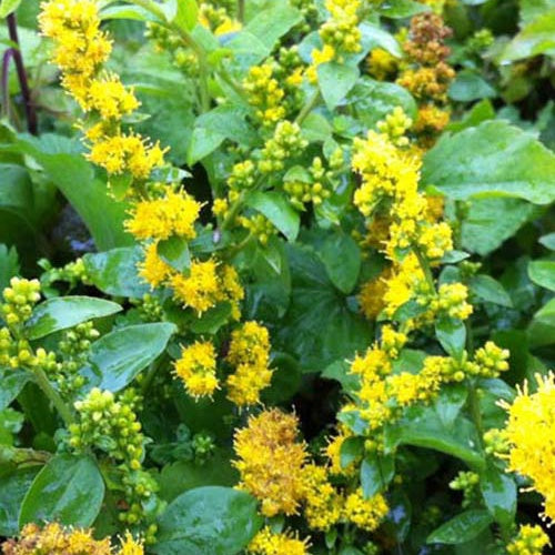 3 Solidagos Golden Fleece Verge d'or naine Golden Fleece - Solidago sphacelata golden fleece - Plantes