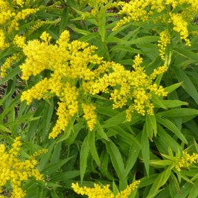 3 Solidagos Verge d'or Baguette d'Aaron - Solidago virgaurea - Plantes