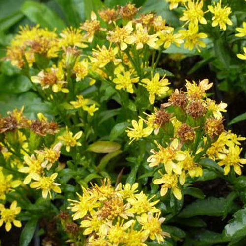 Verge d'or Minutissima - Solidago minutissima - Plantes