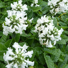 Bétoine officinale Alba - Stachys officinalis alba - Plantes