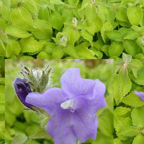 Strobilanthe Blue Carpet - Strobilanthes atropurpureus blue carpet - Plantes