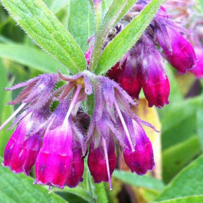 Consoude rouge - Symphytum rubrum - Plantes