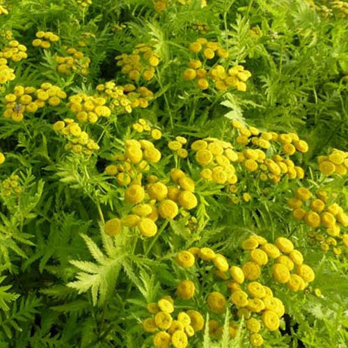 Pyrèthre doré Isla Gold - Tanacetum vulgare isla gold - Plantes