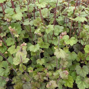 Tellima à grandes fleurs Moorblut - Tellima grandiflora moorblut - Plantes