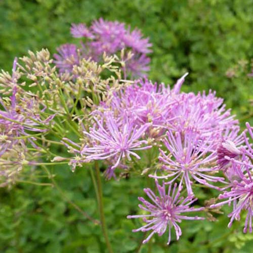 Pigamon à feuilles d'ancolie Thundercloud - Thalictrum aquilegifolium thundercloud - Plantes