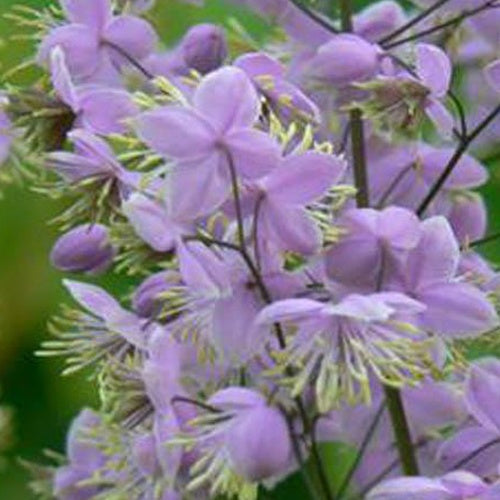 Pigamon du père Delavay Ankum - Thalictrum delavayi ankum - Plantes