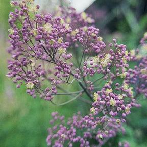 Pigamon anne - Thalictrum anne - Plantes