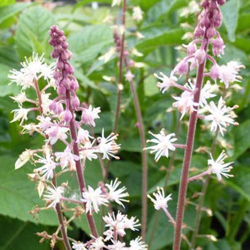 Tiarelle à feuille en cœur Oakleaf - Tiarella cordifolia oakleaf - Plantes