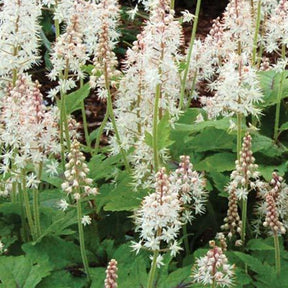 Tiarelle Neon Lights - Tiarella neon lights - Plantes